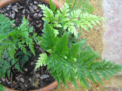 Asplenium onopteris 