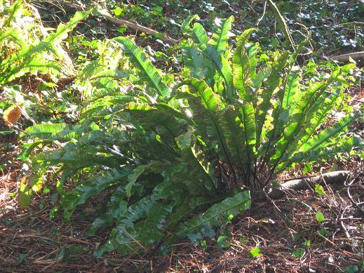 Asplenium scolopendrium 