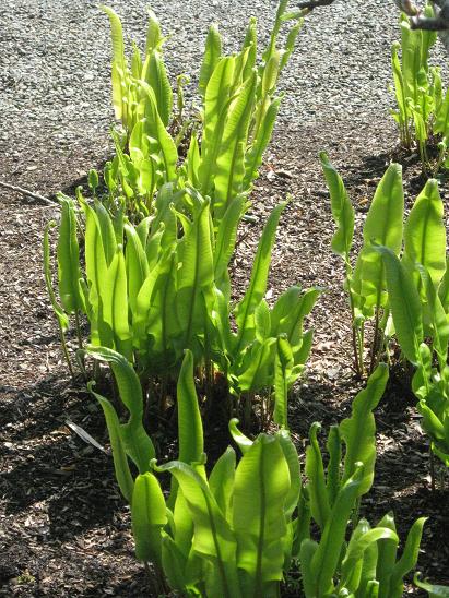 Asplenium scolopendrium 