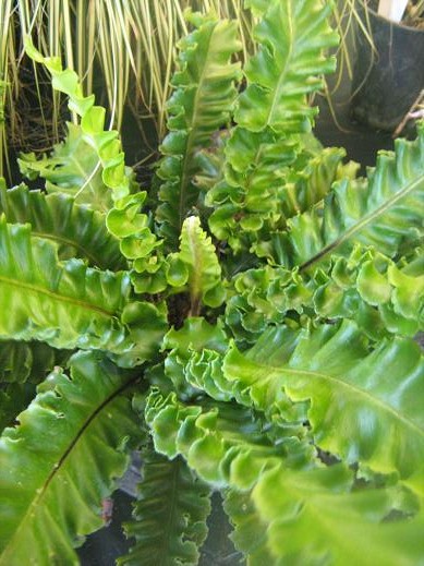 Asplenium scolopendrium 'Crispum Bolton's Nobile' 