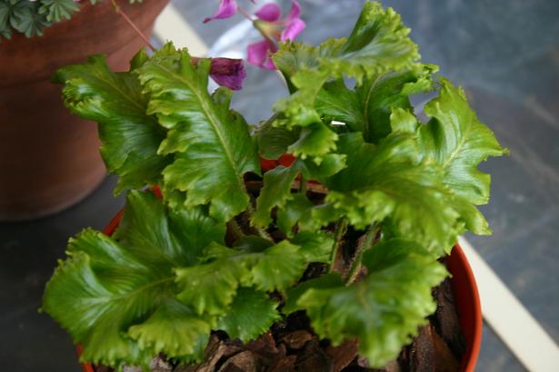 Asplenium scolopendrium 'Kayes Lacerated' 