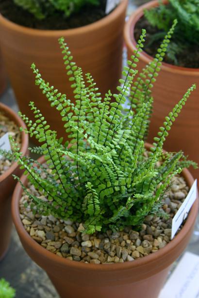 Asplenium trichomanes 