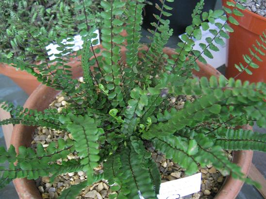 Asplenium trichomanes 