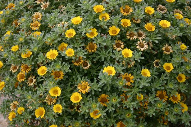 Asteriscus maritimus 'Tunisian Carpet' 