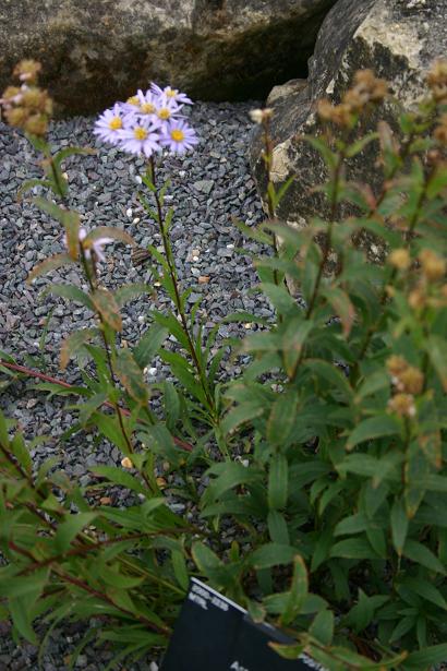 Aster radula 