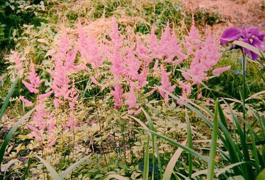 Astilbe 'Amethyst' 