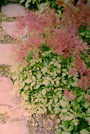 Astilbe 'Federsee' 