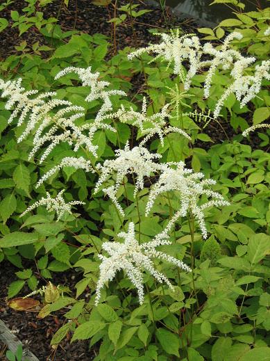 Astilbe thunbergii 