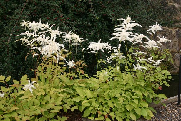 Astilbe thunbergii 