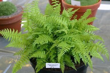 Athyrium felix-femina Minutissimum 