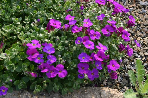 Aubrieta 'Kitte' 