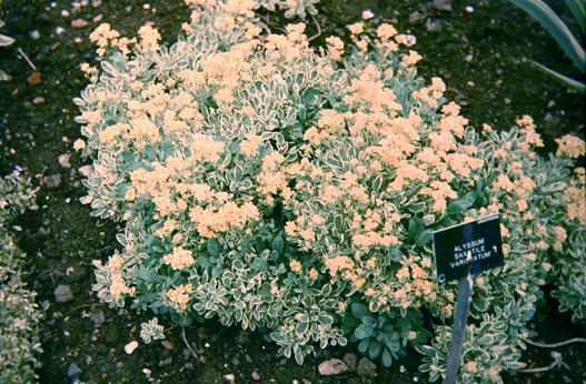 Aurinia saxatilis 'Variegata' 