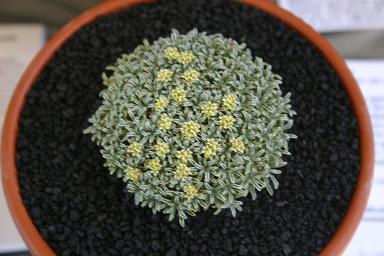 Azorella ameghinoi 