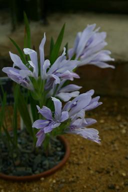 Babiana cedarbergensis 