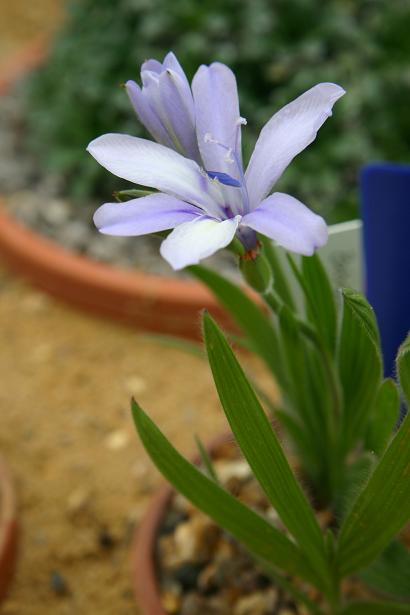 Babiana stricta 