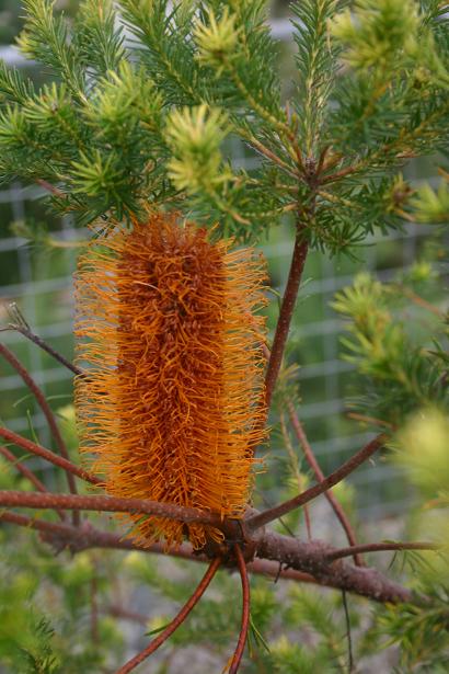 Banksia ericifolia 
