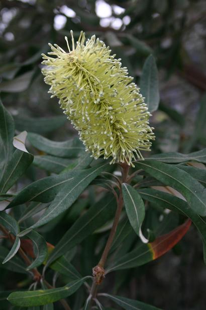 Banksia integrifolia 