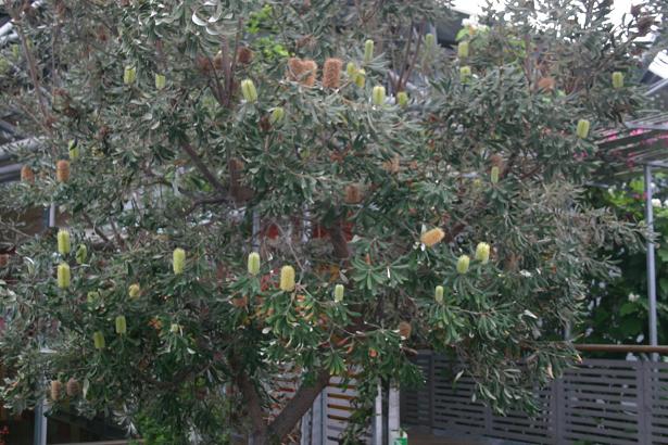 Banksia integrifolia 