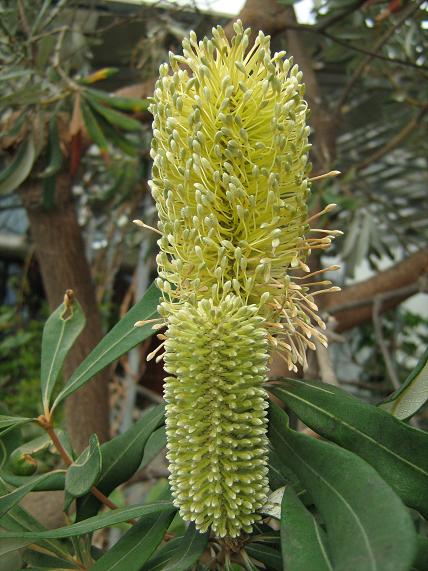 Banksia integrifolia 