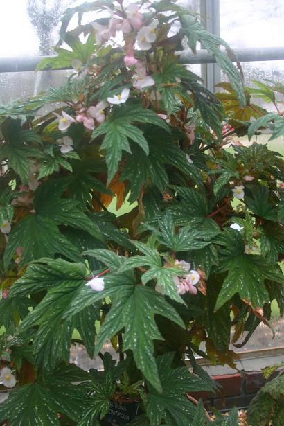 Begonia aconitifolia 