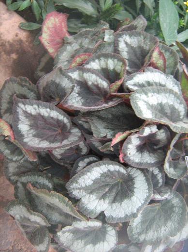 Begonia annulata 