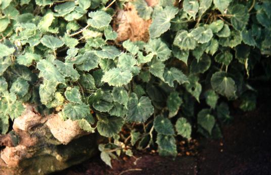 Begonia boweri 'Major' 