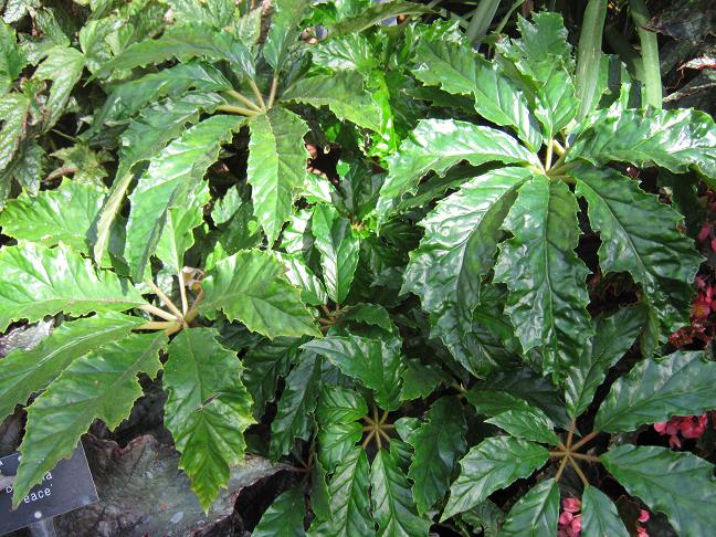 Begonia carolineifolia 