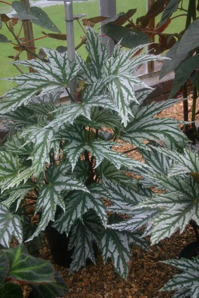 Begonia 'Charles Jaros' 