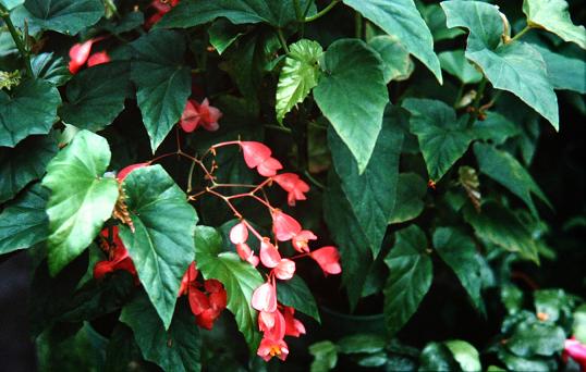 Begonia 'Corallina' 