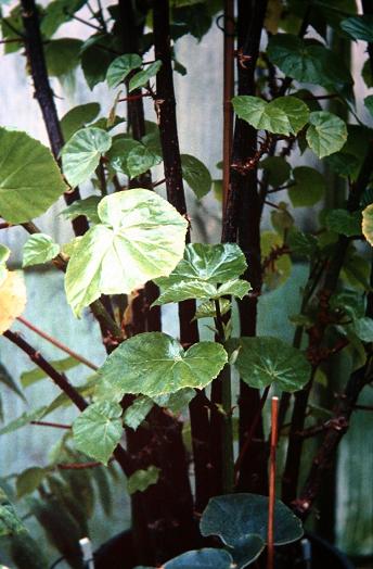 Begonia dichotoma 