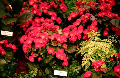 Begonia 'Fireglow' 