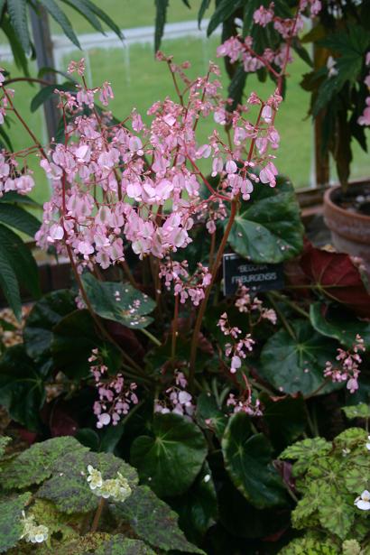 Begonia friburgensis 