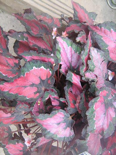 Begonia 'Hilo Holiday' 