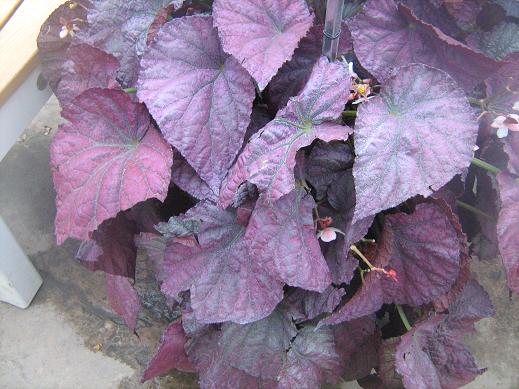 Begonia 'King Henry III' 