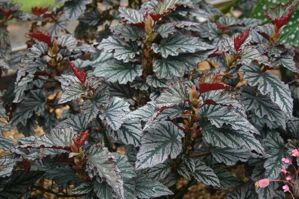 Begonia 'Kismet' 