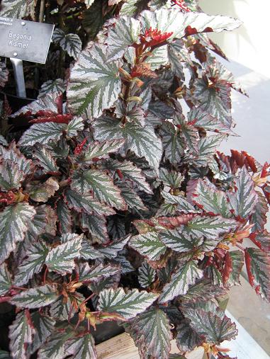 Begonia 'Kismet' 