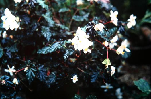 Begonia legia 