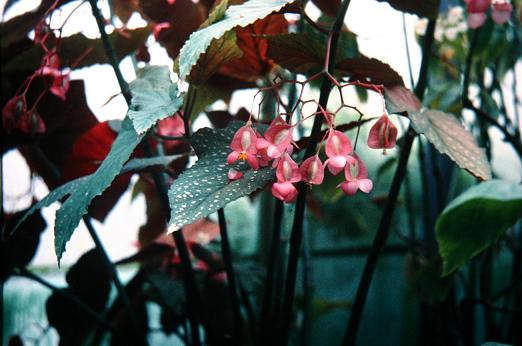 Begonia 'Lucerna' 