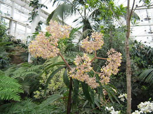 Begonia luxurians 