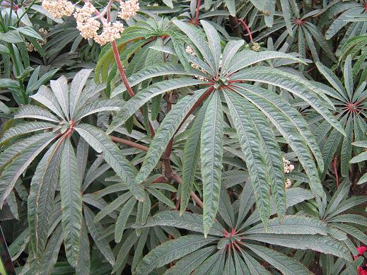 Begonia luxurians 