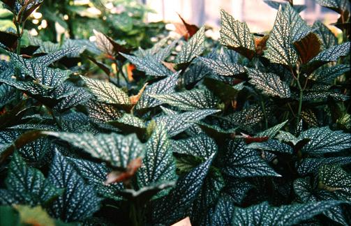 Begonia maculata 