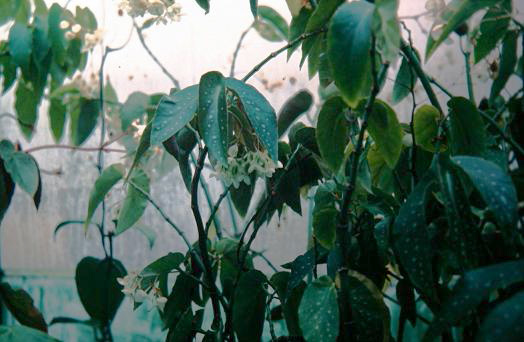 Begonia maculata 'Wightii' 