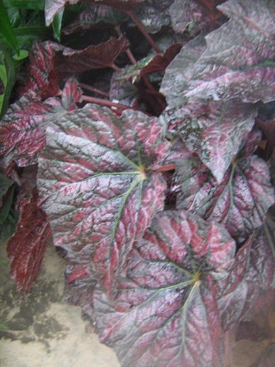 Begonia 'Madame Jules Moch' 