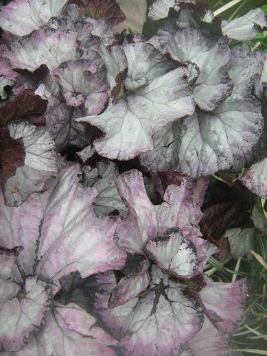 Begonia 'Maid Marion' 