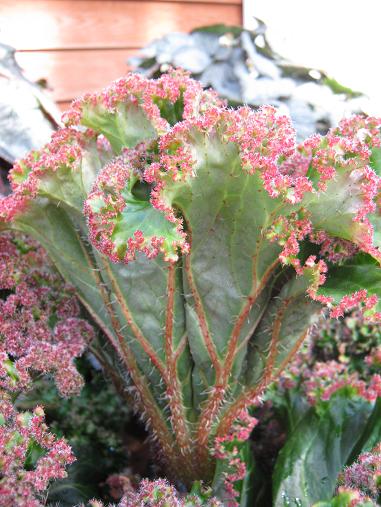 Begonia manicata 'Crispa' 