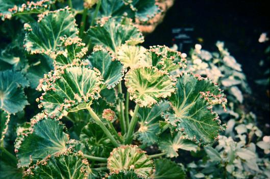 Begonia manicata 'Crispa' 