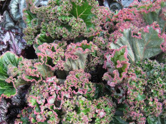 Begonia manicata 'Crispa' 