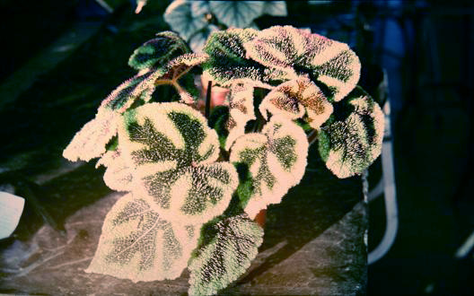 Begonia masoniana 