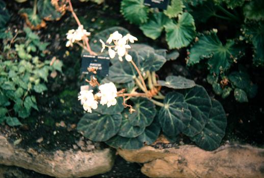 Begonia olsonae 