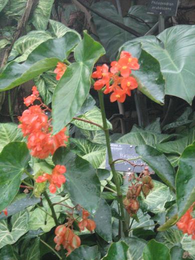 Begonia 'Orange Rubra' 